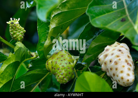 Tre stadi di Noni frutto dello sviluppo in una foresta pluviale tropicale Costa Rica Foto Stock