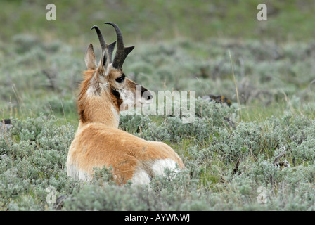 Foto di stock di un buck pronghorn incastonato in un prato sagebrush, il Parco Nazionale di Yellowstone Foto Stock