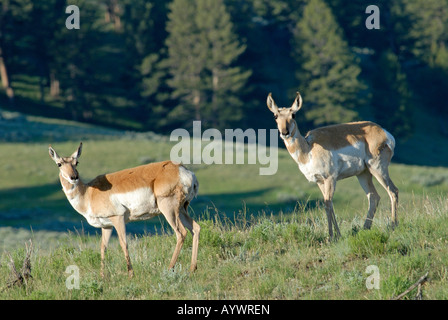 Stock Foto di due pronghorn fa sul pendio di una collina, il Parco Nazionale di Yellowstone. Foto Stock