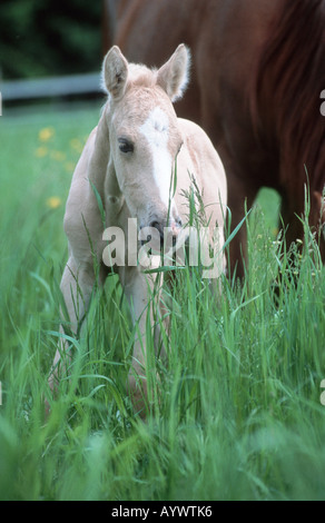 Paso peruviano horse paso peruano caballo peruano de paso Foto Stock