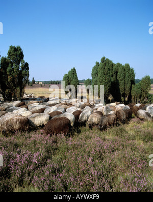 Heidelandschaft, Wacholderbuesche, Heidschnuckenherde, Naturschutzpark Lueneburger Heide, Bassa Sassonia Foto Stock