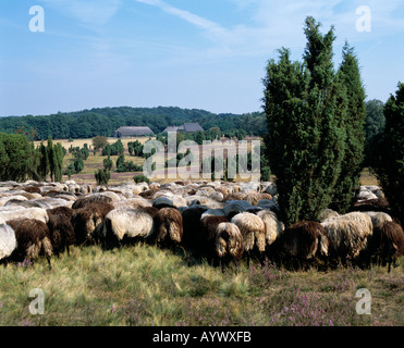 Heidelandschaft, Wacholderbuesche, Heidschnuckenherde, Naturschutzpark Lueneburger Heide, Bassa Sassonia Foto Stock