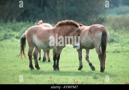 Przewalski cavallo selvatico mongolo takhi asiatica Foto Stock