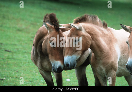 Przewalski cavallo selvatico mongolo takhi asiatica Foto Stock