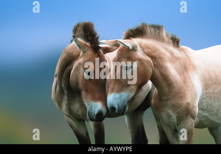 Przewalski cavallo selvatico mongolo takhi asiatica Foto Stock