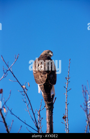I capretti red-tailed hawk Buteo jamaicensis su un pesce persico. Maryland, Stati Uniti d'America. Foto Stock