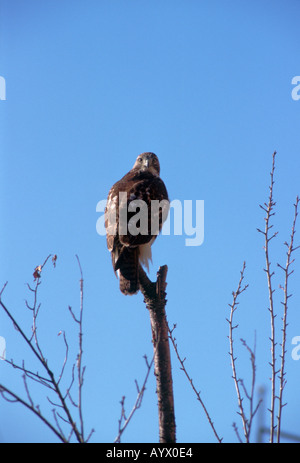 I capretti red-tailed hawk, Buteo jamaicensis su un pesce persico. Foto Stock