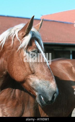 Schleswiger tedesco pesanti coldblooded cavallo Foto Stock