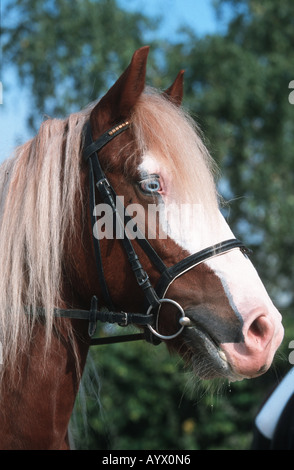 Il tedesco Schwarzwälder cavallo pesante Schwarzwälder Fuchs Foto Stock