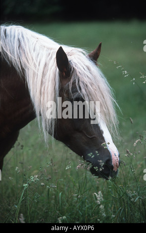 Il tedesco Schwarzwälder cavallo pesante Schwarzwälder Fuchs Foto Stock