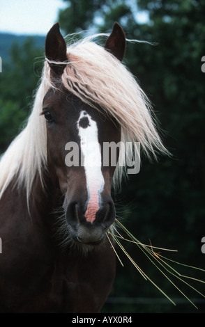 Il tedesco Schwarzwälder cavallo pesante Schwarzwälder Fuchs Foto Stock