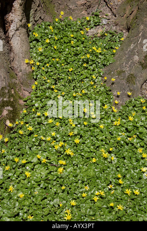 Lesser Celandine Ranunculus ficaria Ranunculaceae Foto Stock