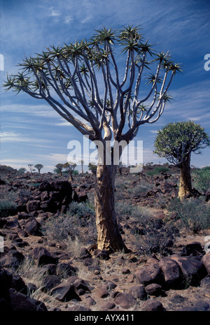 La Namibia Quiver Tree Forest Kocurboom vicino a Keetmanshoop Foto Stock