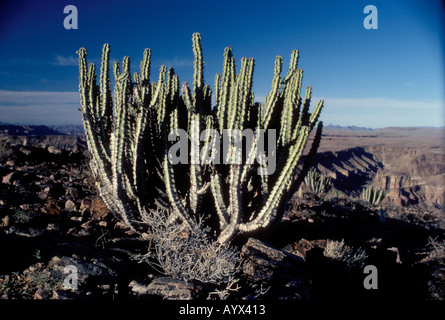La Namibia Euphorbia crescente sopra il Fish River Canyon Foto Stock