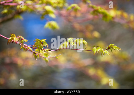 Acer palmatum sango kaku. Giapponese acero foglie giovani Foto Stock