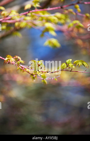 Acer palmatum sango kaku. Giapponese acero foglie giovani Foto Stock