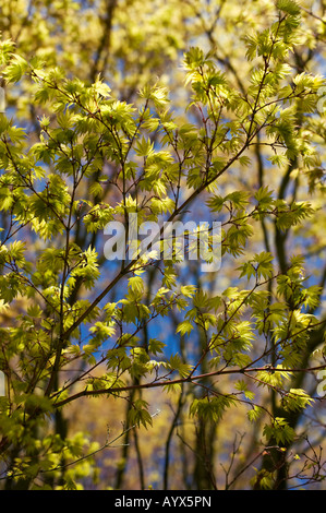 Acer palmatum sango kaku. Giapponese acero foglie giovani Foto Stock