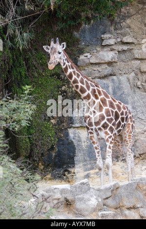Traliccio giraffa Giraffa camelopardalis reticulata Artiodactyla in Zoo di San Antonio Texas TX USA Foto Stock