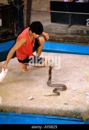 Uomo di tentare di gestire cobra a fattoria di serpenti Nakhon Pathom Thailandia Foto Stock