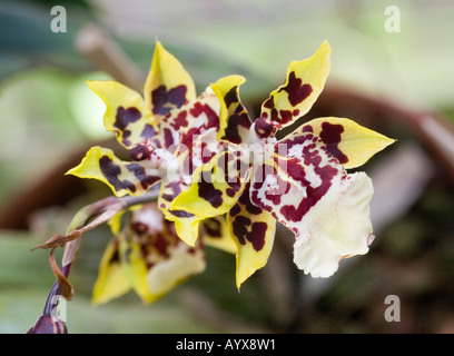 Dendrobium Orchid argento campane Orchidee Orchidaceae a sud del Texas Giardini Botanici Corpus Christi Texas TX USA Foto Stock