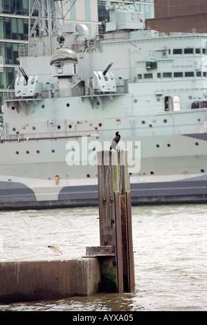 Cormorano seduto su un posto nella parte anteriore del dispositivo HMS Belfast, fiume Thames, London, Regno Unito Foto Stock