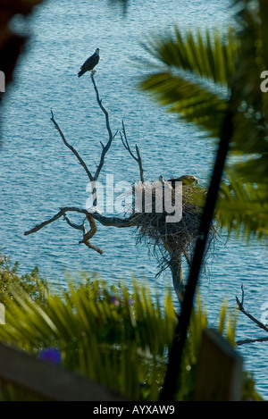 Aquile che nidifica in una struttura ad albero al di sopra di un fiume Foto Stock