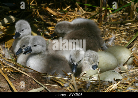 Di recente cygnets tratteggiata del cigno Foto Stock