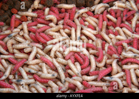 Vermi colorati per angling esca. Foto Stock