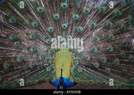 Maschio di penne di pavone Peafowl comune Pavo cristatus Foto Stock