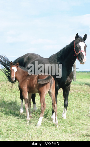 Il tedesco Holsteiner warmblooded cavallo Foto Stock