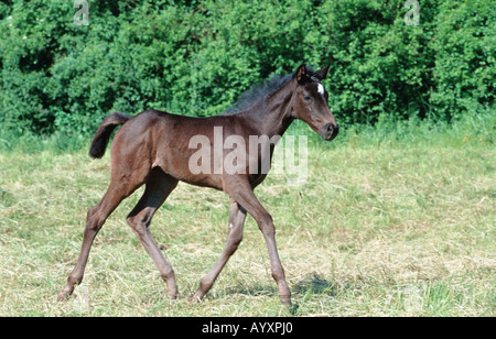 Il tedesco Holsteiner warmblooded cavallo Foto Stock