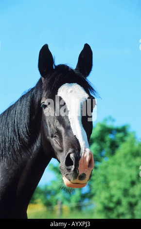 Il tedesco Holsteiner warmblooded cavallo Foto Stock