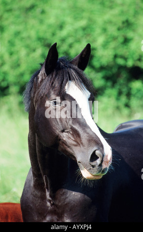 Il tedesco Holsteiner warmblooded cavallo Foto Stock