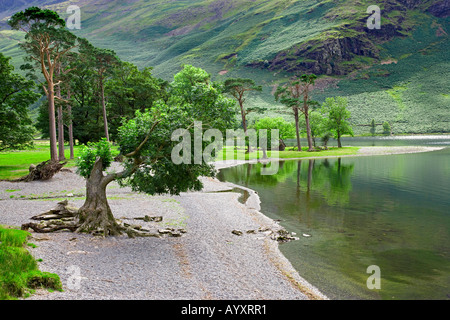 Lago Buttermere cedro e alberi di pino sulla riva del lago riflette sulle acque dei laghi, 'Il Lake District' Cumbria Inghilterra England Regno Unito Foto Stock