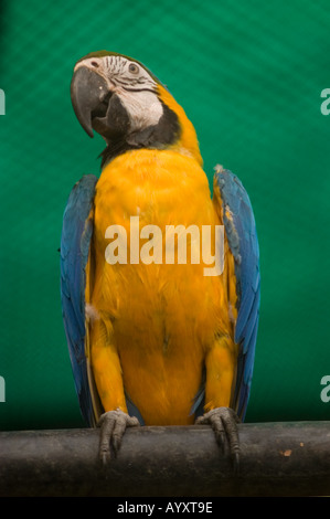 Ritratto di un Macaw Ara Ararauna blu e giallo prigioniero arroccato su un ramo su un solido sfondo verde. Foto Stock