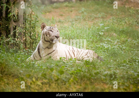 Una maestosa Tigre Bianca Panthera Tigris che riposa su un lussureggiante prato verde in un habitat naturale. Foto Stock
