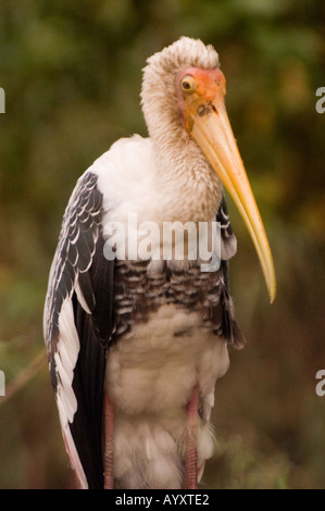 Ritratto in primo piano di una cicogna dipinta (Mycteria leucocephala) che mostra il suo lungo becco giallo e un piumaggio dettagliato su uno sfondo sfocato. Foto Stock