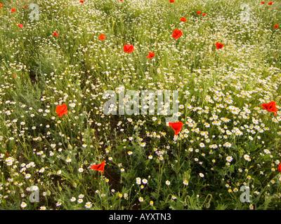 field of poppies and daisies near balaclava in crimea ukraine Foto Stock