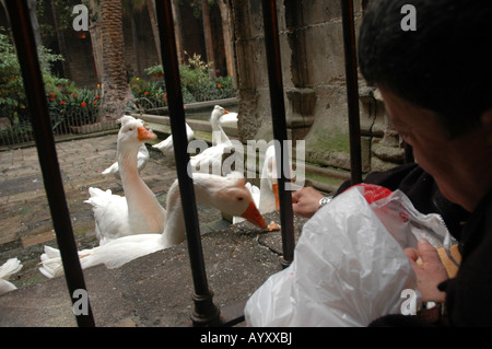 Das Gotische Viertel Barrí Gòtic Altstadt Città Vecchia Hinterhof backyard Teich frazione piscina Gans goose Foto Stock