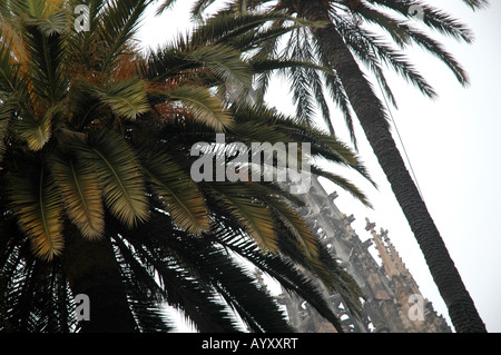 Das Gotische Viertel Barrí Gòtic Altstadt Città Vecchia Gotisches Viertel Offenburg palms Kathedrale cattedrale Dom Foto Stock