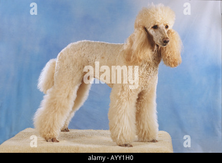 Bianco medio cane barboncino - in piedi Foto Stock