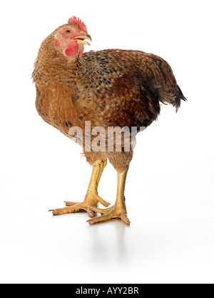 Live pollo rosso Foto Stock