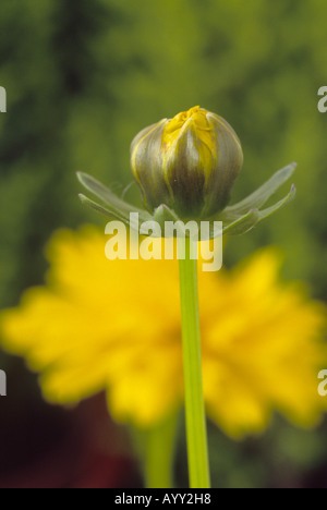 Coreopsis 'Sunray' (Tickseed) germoglio di fiore. Foto Stock