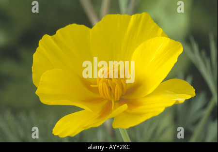 Eschscholzia maritima prostrata 'lacrime d'oro" (California papavero) Close up fiore giallo. Foto Stock