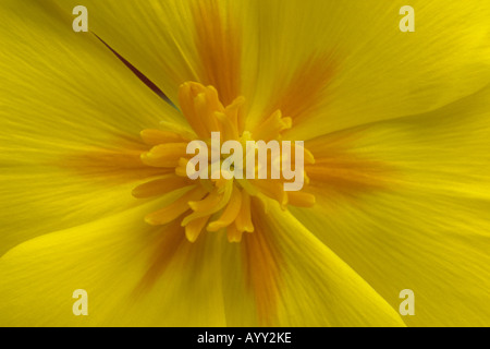 Eschscholzia maritima prostrata 'lacrime d'oro" (California papavero) in prossimità del centro del fiore giallo. Foto Stock