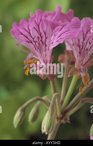 Pelargonium endlicherianum. (Geranio) Chiusura del grappolo di fiori rosa e bianchi con rosa scuro delle vene e boccioli di fiori recisi. Foto Stock