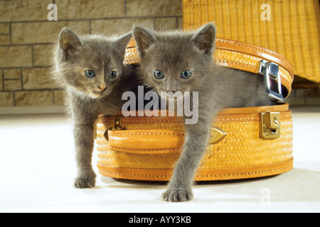 Gatto Certosino. Due gattini lasciando hat box Foto Stock