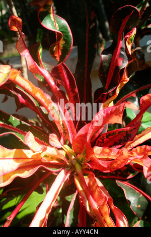 Close-up dettaglio di un rosso anthurium pianta in un giardino tropicale Foto Stock