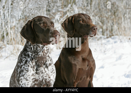 Puntatore tedesco Shorthaired. Due cani adulti seduti sulla neve, ritratto Foto Stock