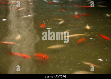 Das Gotische Viertel Barrí Gòtic Hinterhof backyard Teich frazione piscina Gans goose Goldfisch goldfish Foto Stock